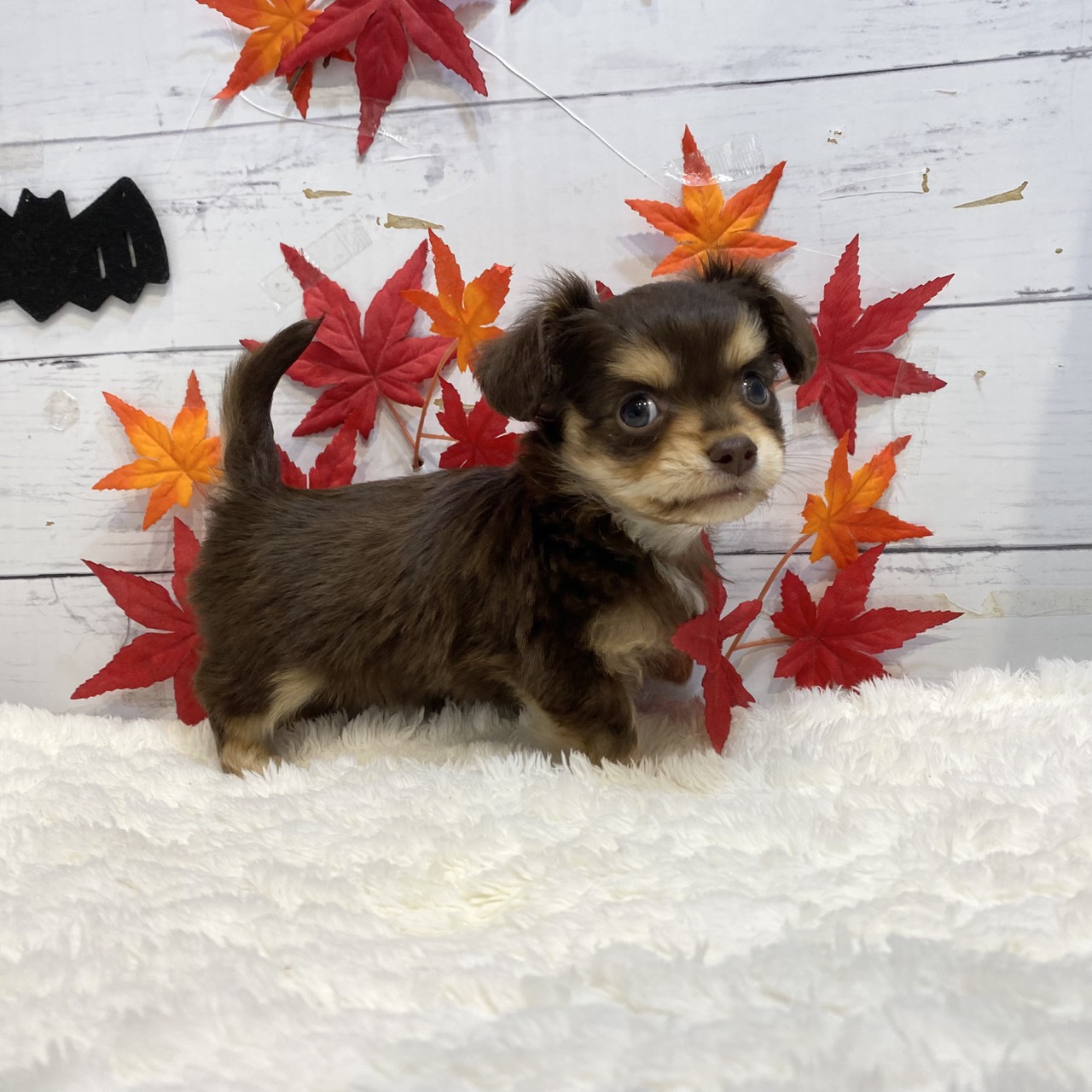 長野県のチワックス(チワワ×ダックス) (犬の家＆猫の里カインズ梓川店/2025年8月18日生まれ/男の子/チョコレートタン)の子犬の1枚目の画像