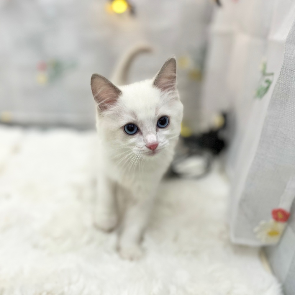 静岡県のラグドール (犬の家＆猫の里MEGAドン・キホーテ袋井店/2025年8月18日生まれ/男の子/ブルーポイントバイカラー)の子猫の1枚目の画像