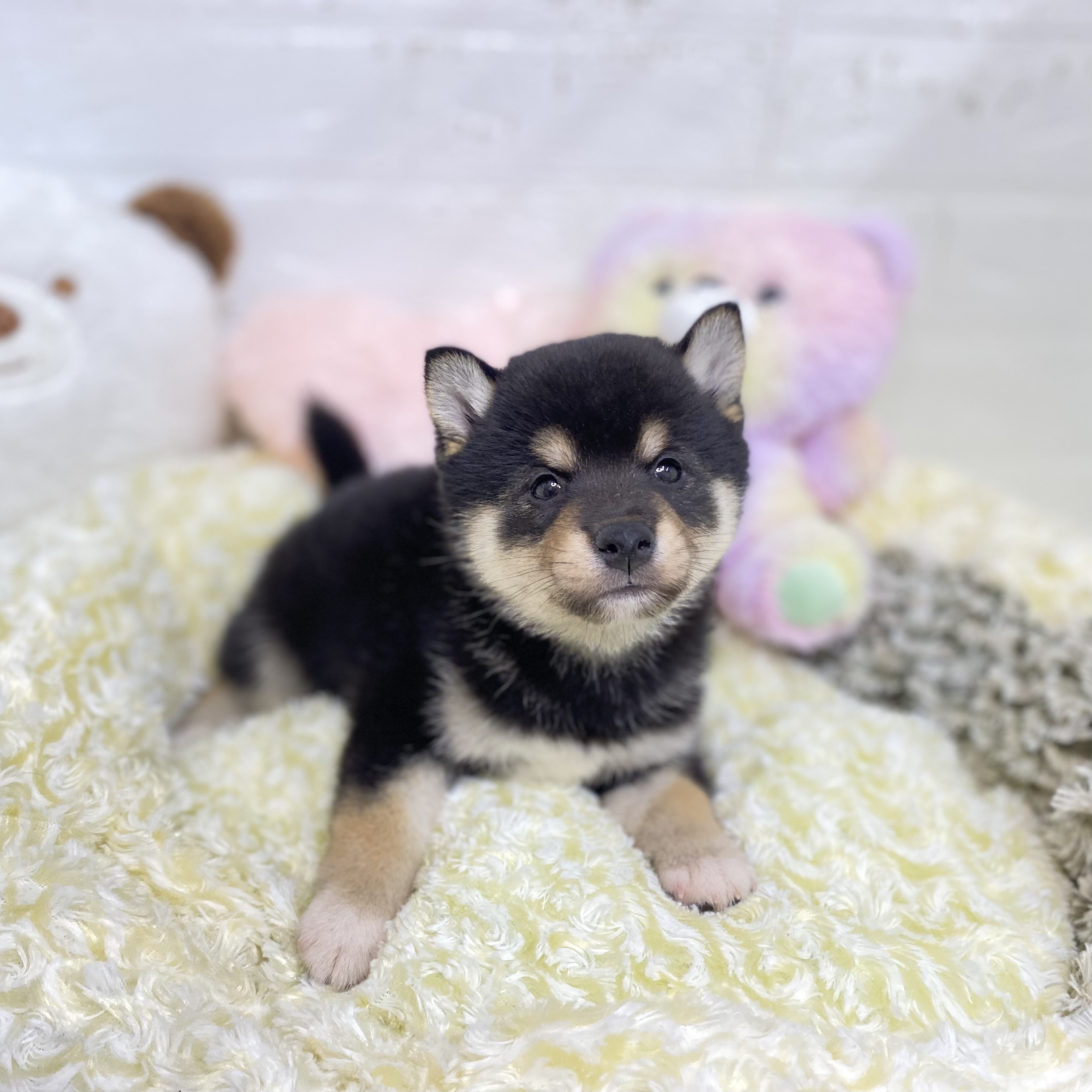 2025年8月19日生まれの柴犬(標準サイズ)の6枚目の写真