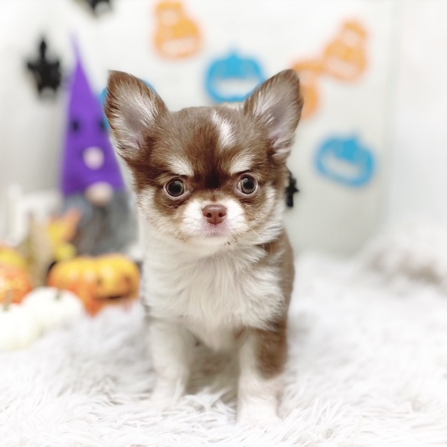 2025年8月18日生まれのチワワ(ロング)の6枚目の写真