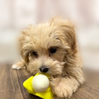 2025年8月19日生まれのマルプー(マルチーズ×プードル)の6枚目の写真