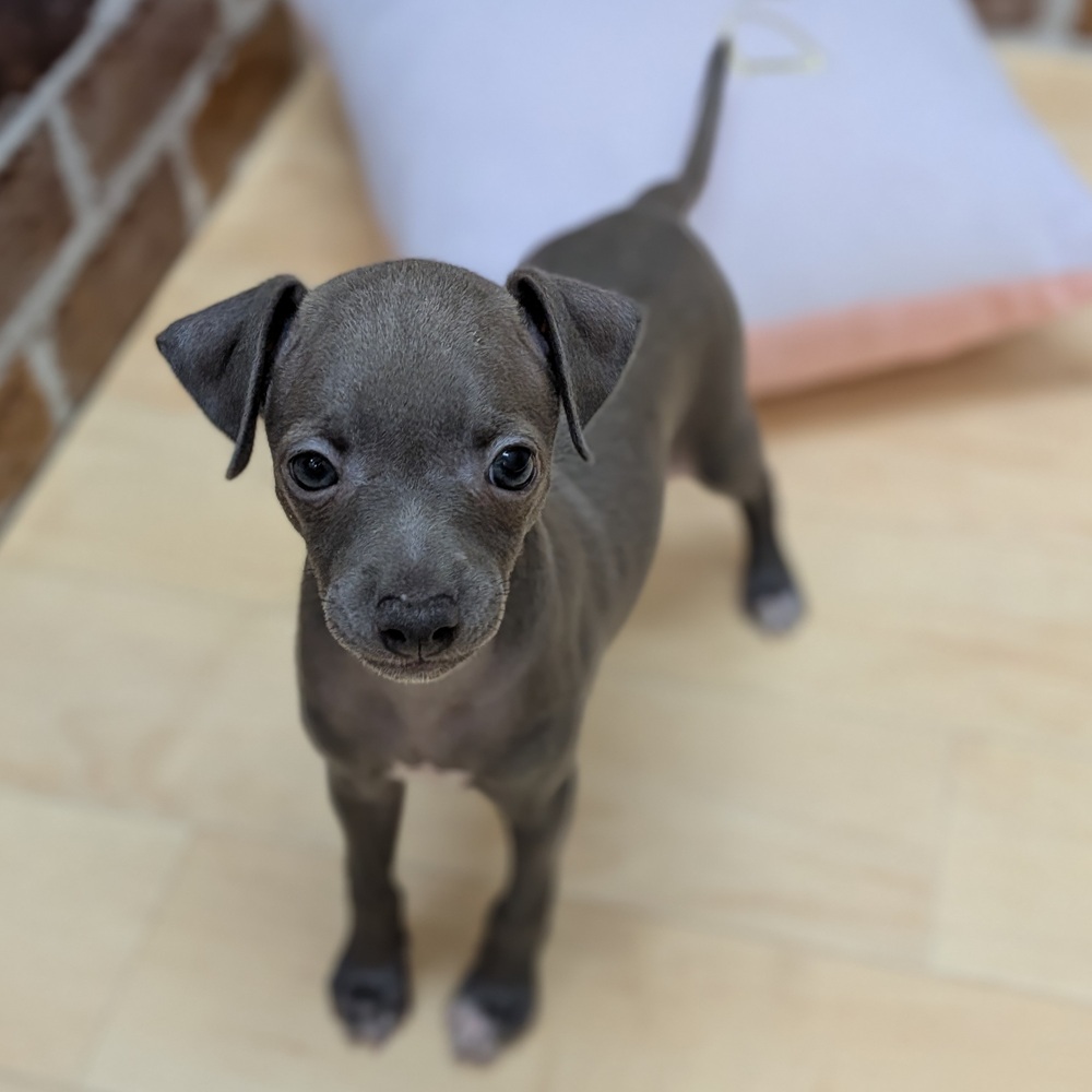 愛知県のイタリアングレーハウンド (犬の家＆猫の里七宝店/2025年8月19日生まれ/女の子/ブルー)の子犬の1枚目の画像