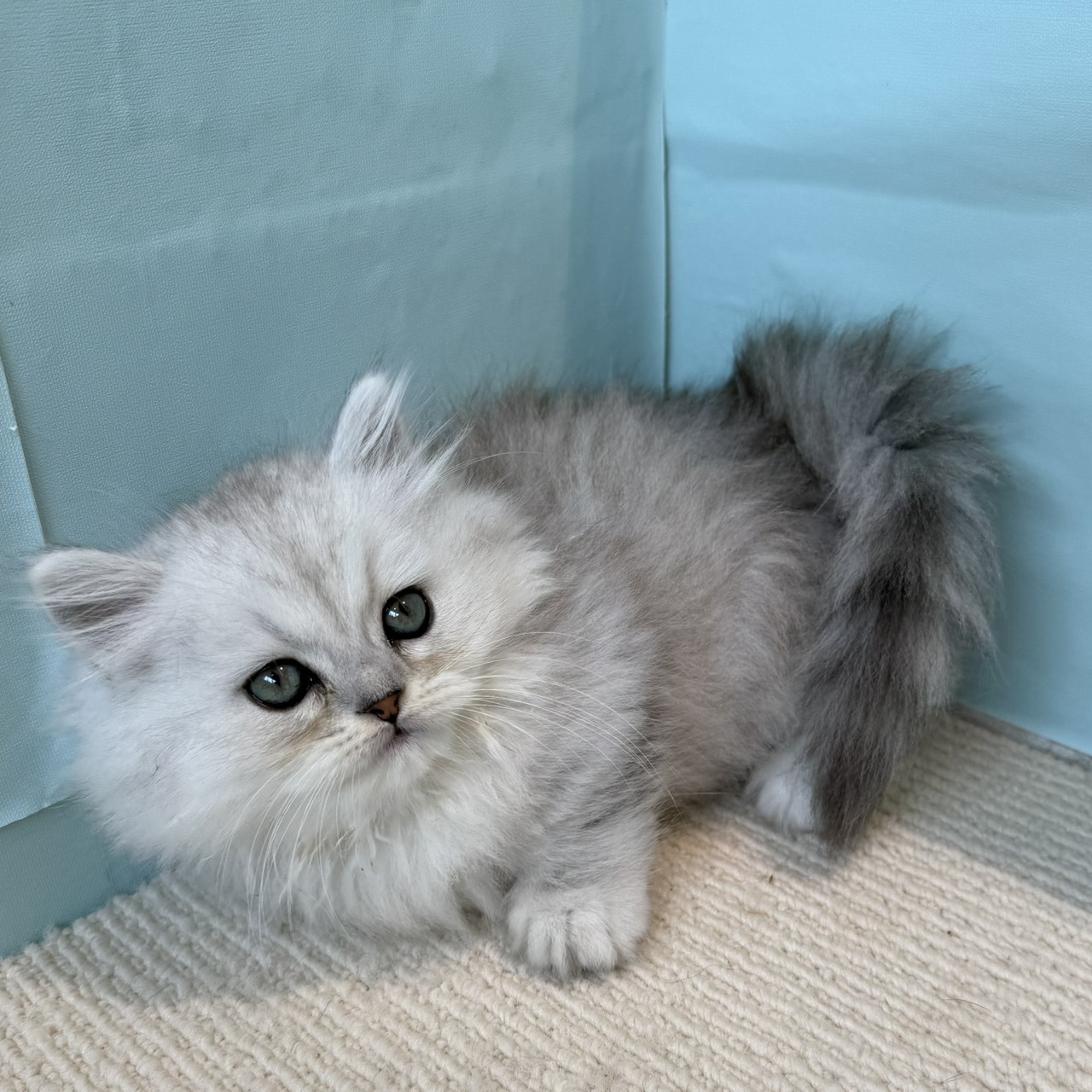 2025年8月20日生まれのミヌエットの6枚目の写真