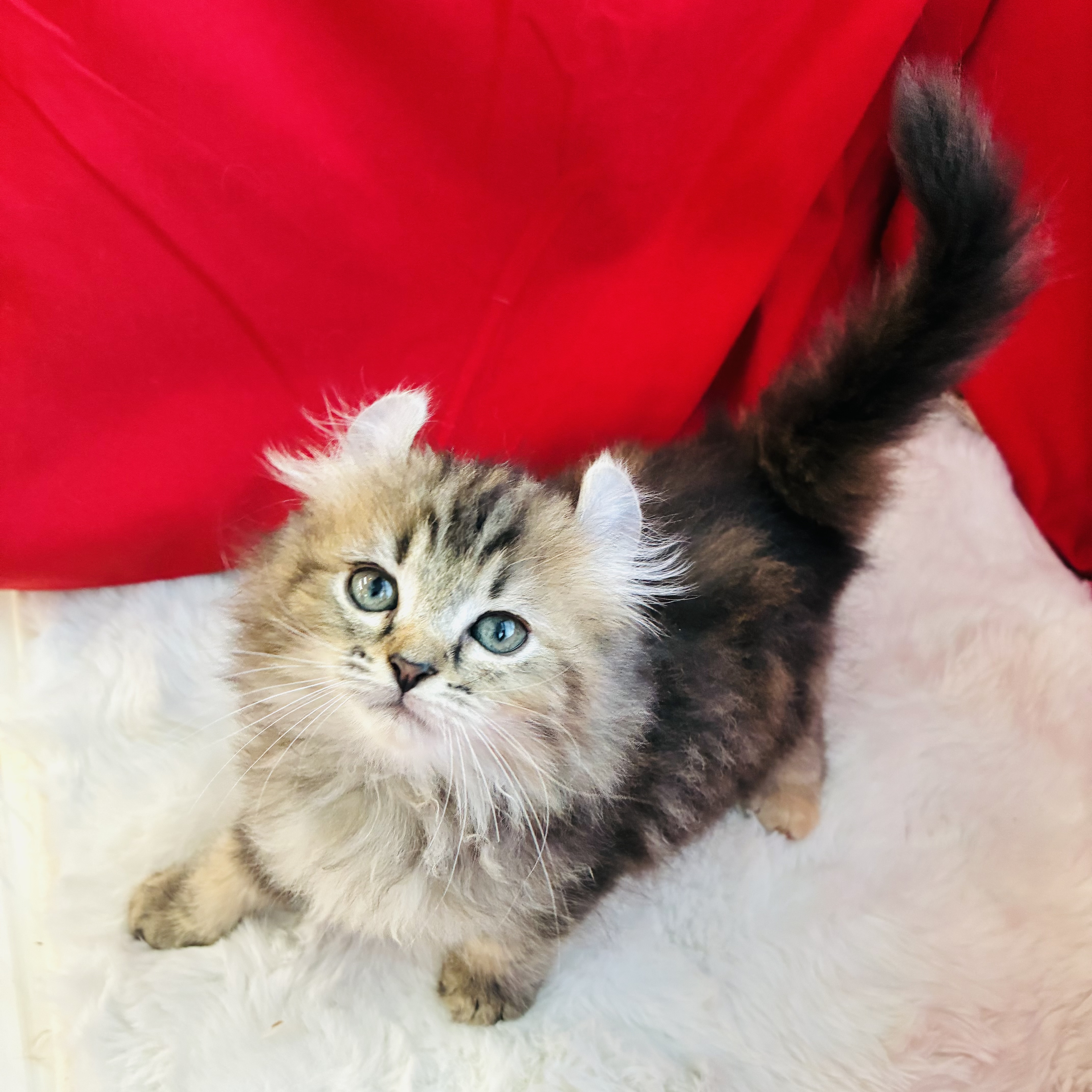 2025年8月20日生まれのアメリカンカールの6枚目の写真