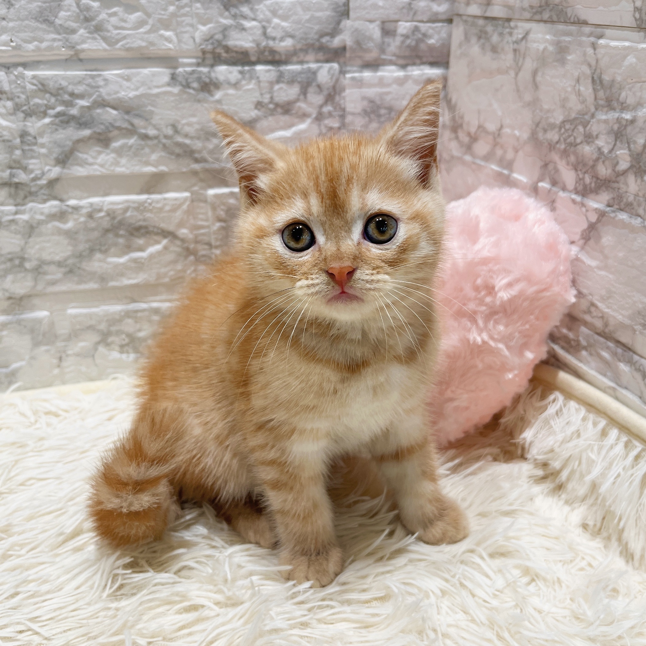 2025年8月20日生まれのスコティッシュストレートの6枚目の写真