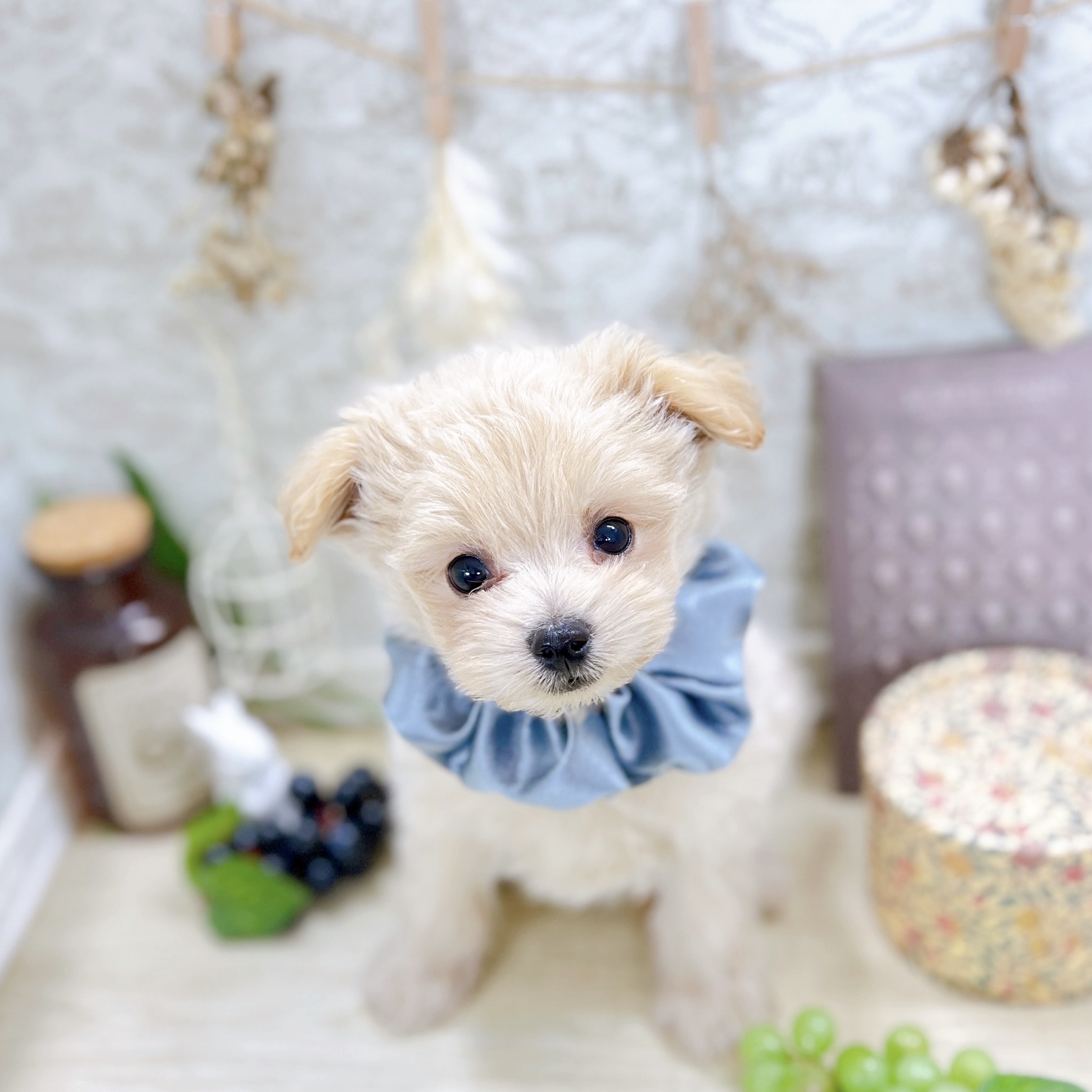 福井県のポメプー(ポメラニアン×プードル) (犬の家＆猫の里アミーゴ福井大和田店/2025年8月22日生まれ/男の子/クリーム)の子犬の1枚目の画像