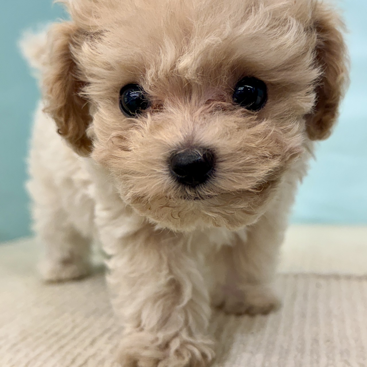 2025年8月24日生まれのマルプー(マルチーズ×プードル)の6枚目の写真