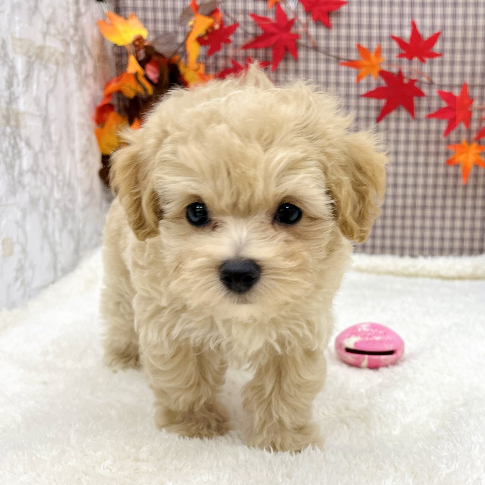 2025年8月24日生まれのマルプー(マルチーズ×プードル)の6枚目の写真