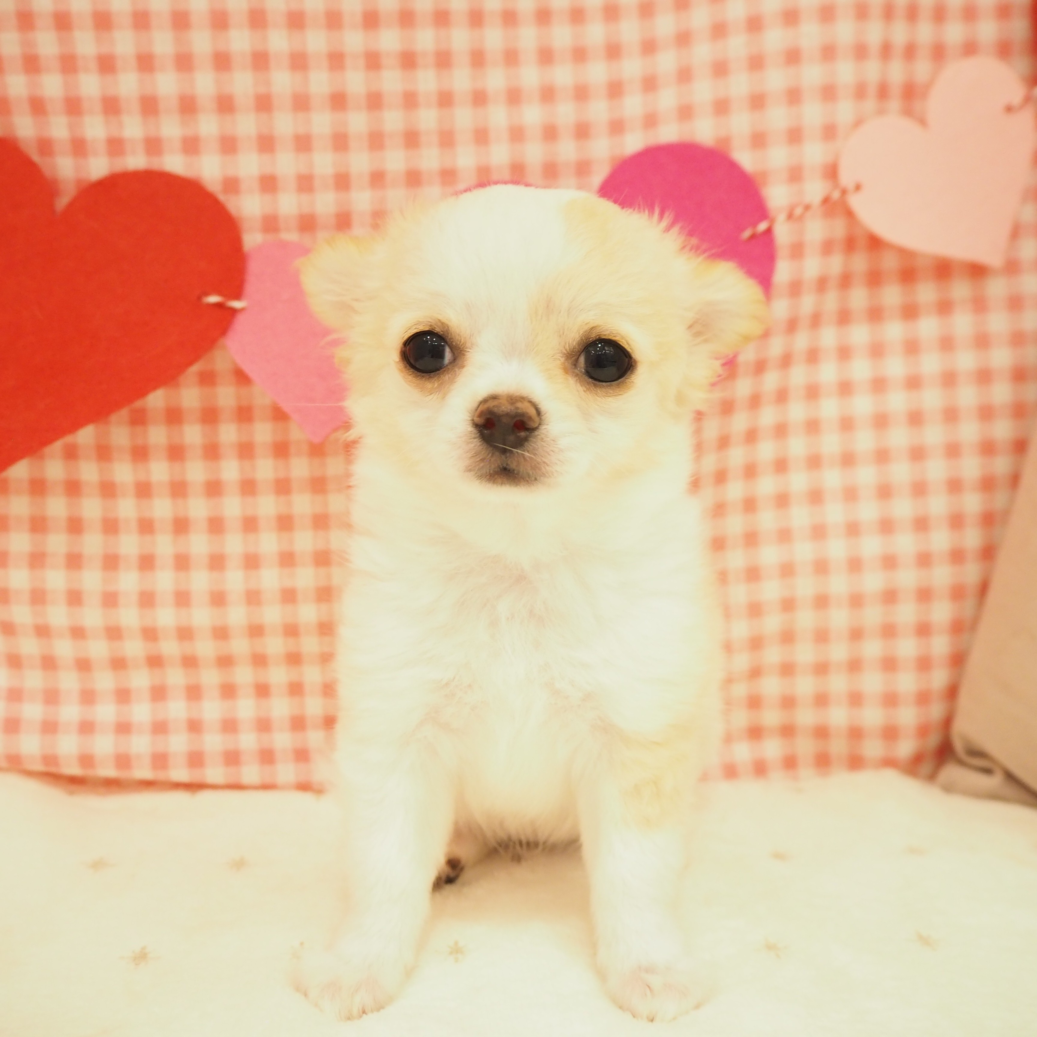 大阪府のチワワ(ロング) (犬の家＆猫の里もりのみやキューズモールBASE店/2025年8月23日生まれ/女の子/クリームホワイト)の子犬の1枚目の画像