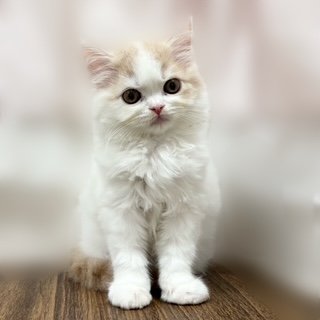 兵庫県のスコティッシュストレート (犬の家＆猫の里カナート西神戸店/2025年8月17日生まれ/男の子/クリームタビーホワイト)の子猫の1枚目の画像