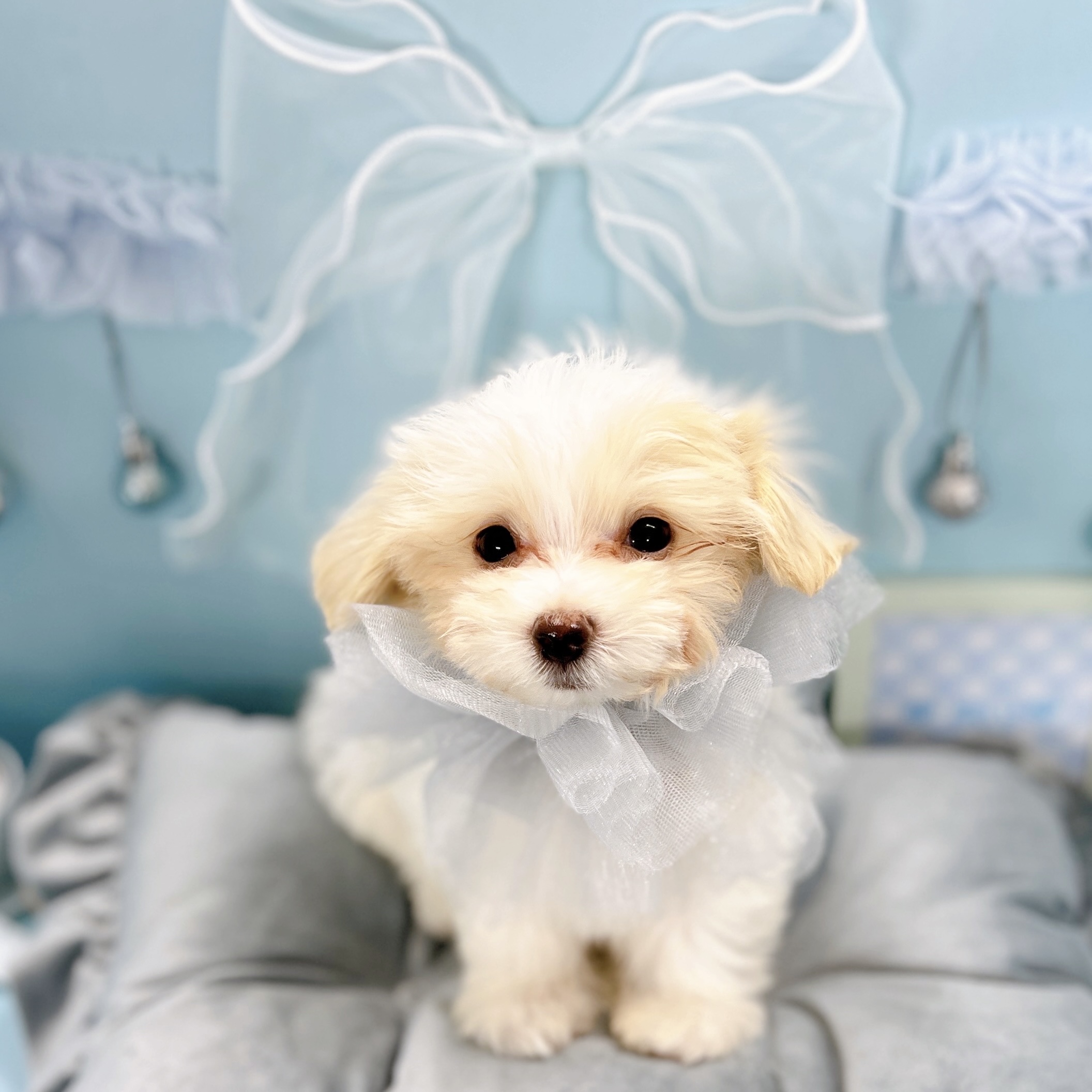 福井県のマルプー(マルチーズ×プードル) (犬の家＆猫の里アミーゴ福井大和田店/2025年8月22日生まれ/男の子/クリーム)の子犬の1枚目の画像