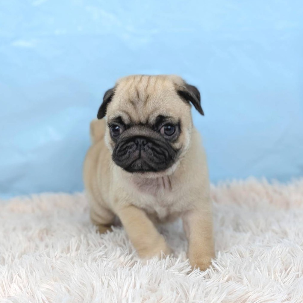 兵庫県のパグ (犬の家＆猫の里川西店/2025年8月24日生まれ/男の子/フォーン)の子犬の1枚目の画像