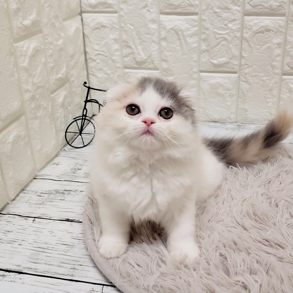 岡山県のスコティッシュフォールド (犬の家＆猫の里岡山店/2025年8月22日生まれ/女の子/ダイリュートキャリコ)の子猫の1枚目の画像