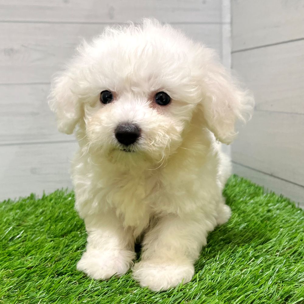 2025年8月24日生まれのビションプー(ビションフリーゼ×プードル)の6枚目の写真