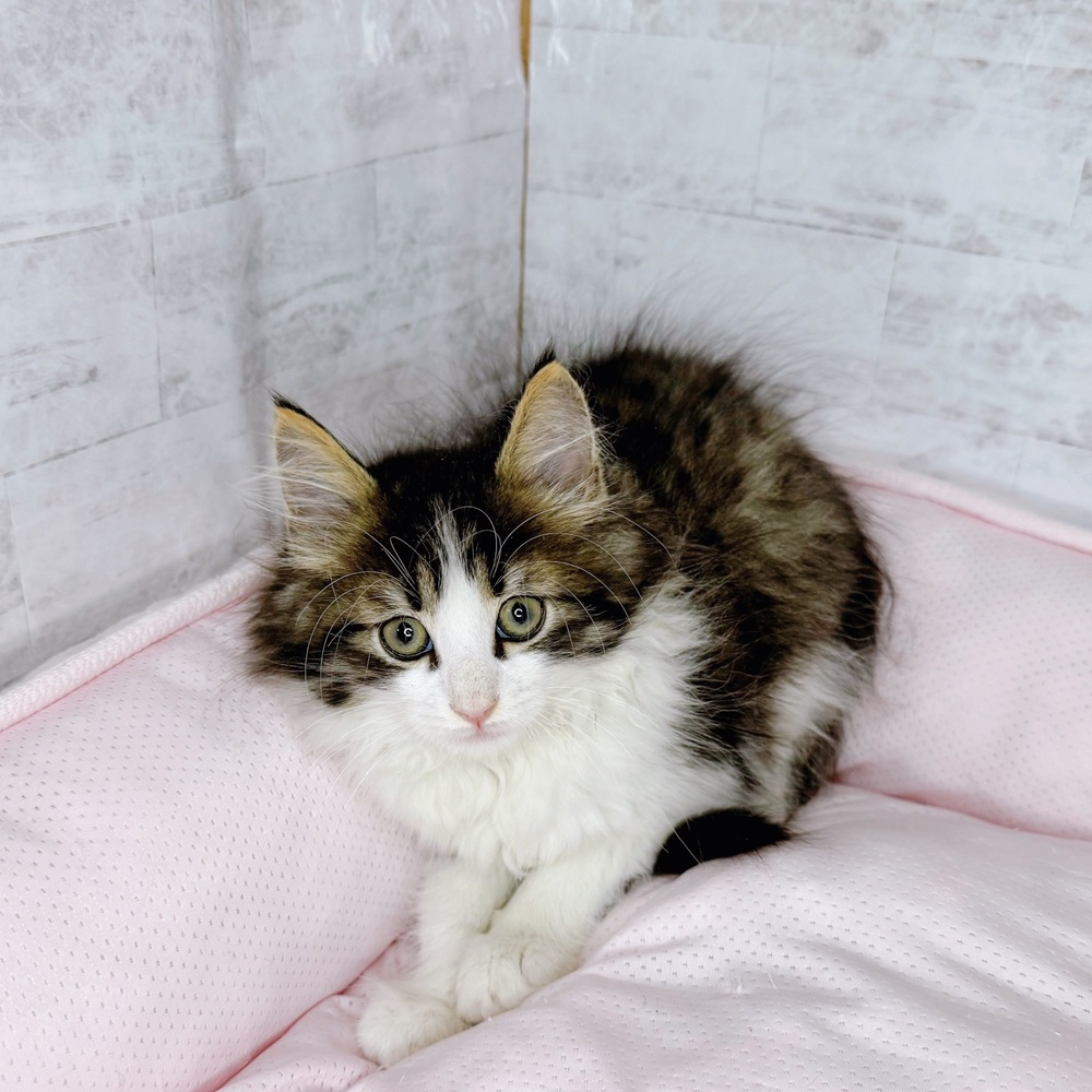 岐阜県のノルウェージャンフォレストキャット (犬の家＆猫の里カラフルタウン岐阜店/2025年8月20日生まれ/男の子/ブラウンタビーホワイト)の子猫の1枚目の画像