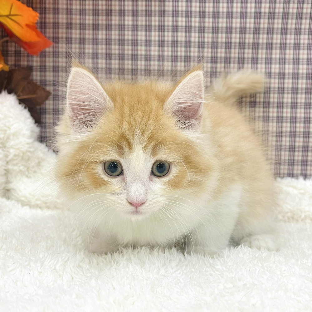 2025年8月20日生まれのノルウェージャンフォレストキャットの6枚目の写真