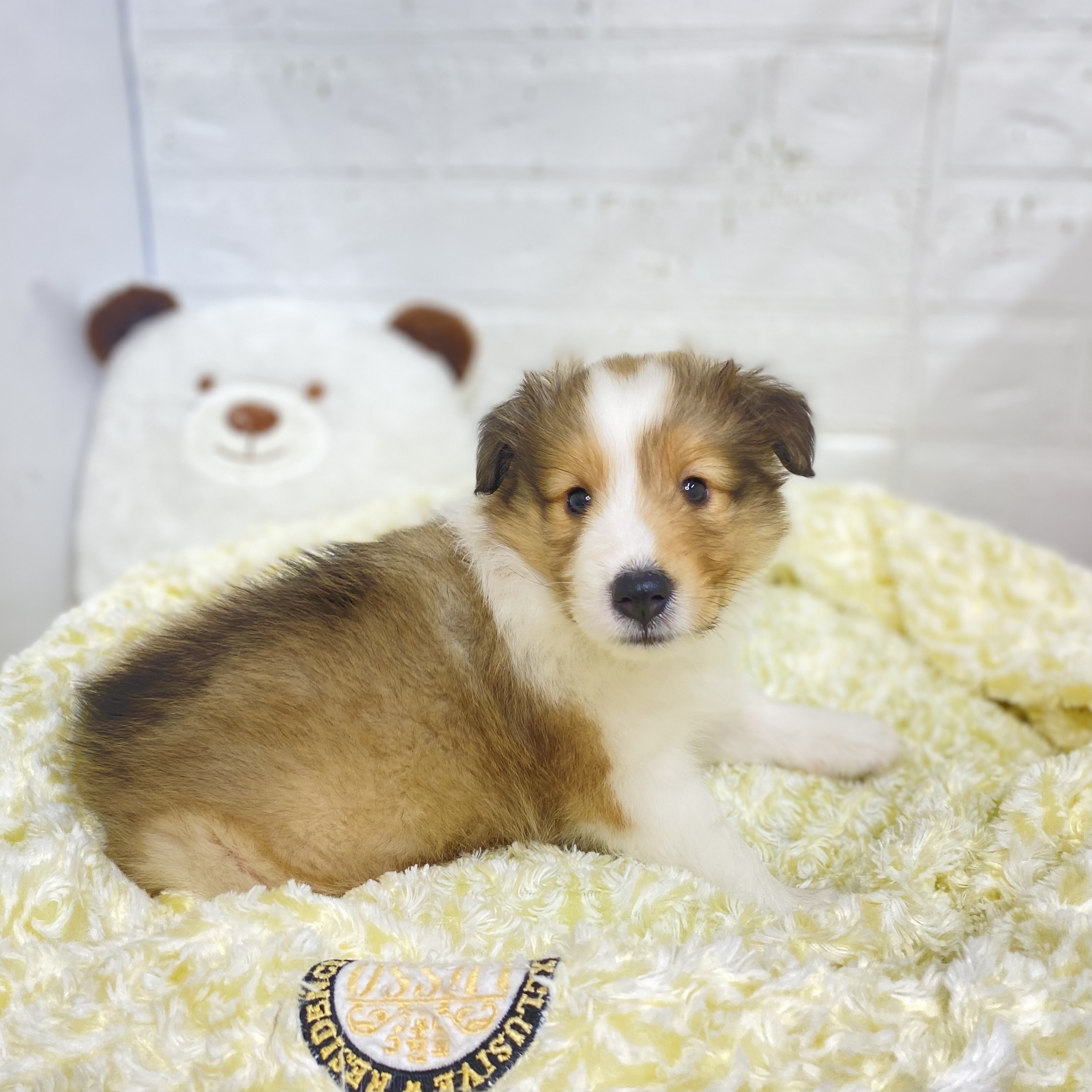 2025年8月25日生まれのシェットランドシープドッグの6枚目の写真