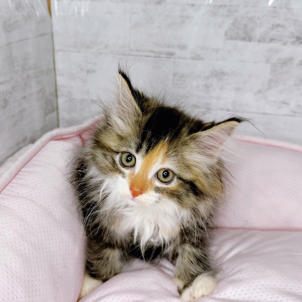 長野県のサイベリアン (犬の家＆猫の里塩尻店/2025年8月26日生まれ/女の子/ブラウンパッチドタビー)の子猫の1枚目の画像