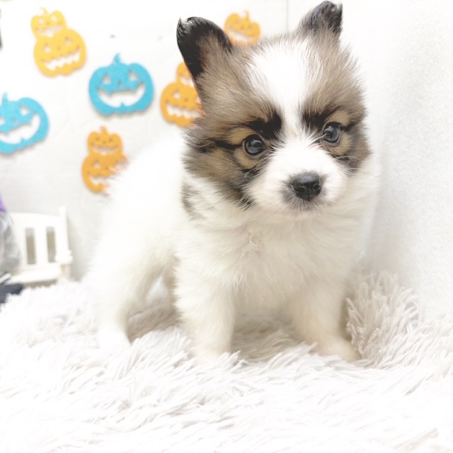 静岡県のパピヨン (犬の家&猫の里藤枝店/2025年8月25日生まれ/女の子/ホワイトブラウン)の子犬の1枚目の画像