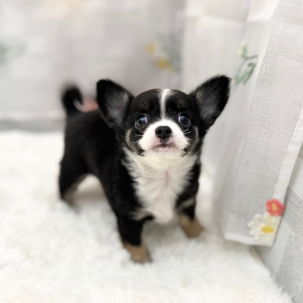 静岡県のチワワ(ロング) (犬の家＆猫の里MEGAドン・キホーテ袋井店/2025年8月23日生まれ/男の子/ブラックタンホワイト)の子犬の1枚目の画像