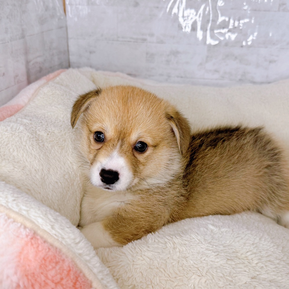 長野県のウェルシュコーギーペンブローク (犬の家＆猫の里塩尻店/2025年8月24日生まれ/女の子/レッドホワイト)の子犬の1枚目の画像