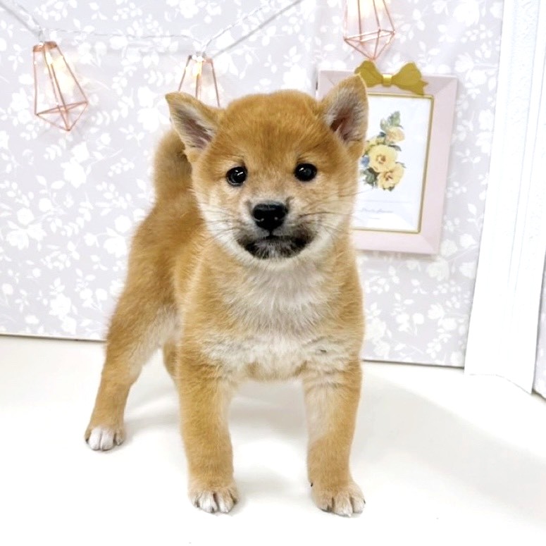 2025年8月26日生まれの柴犬(標準サイズ)の6枚目の写真