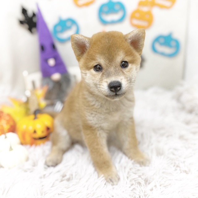 2025年8月26日生まれの柴犬(標準サイズ)の6枚目の写真