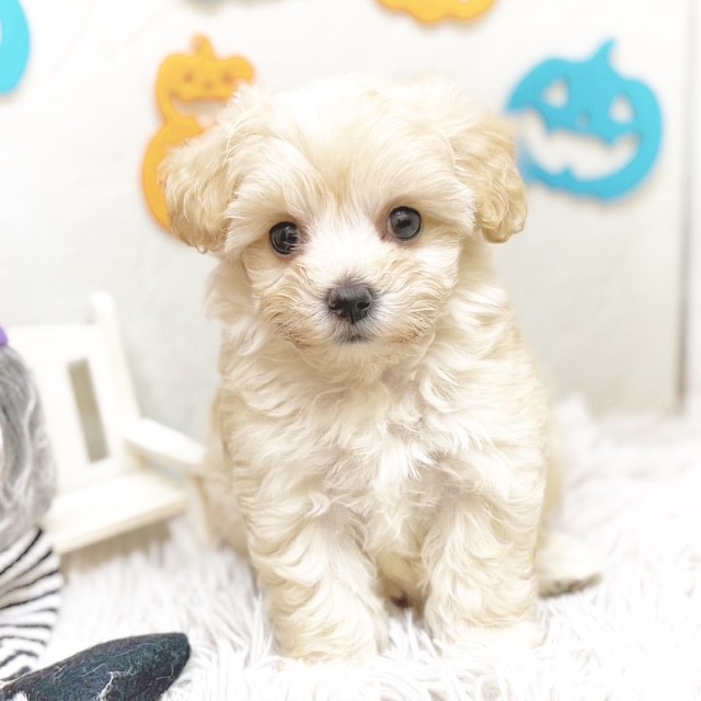 2025年8月25日生まれのマルプー(マルチーズ×プードル)の6枚目の写真