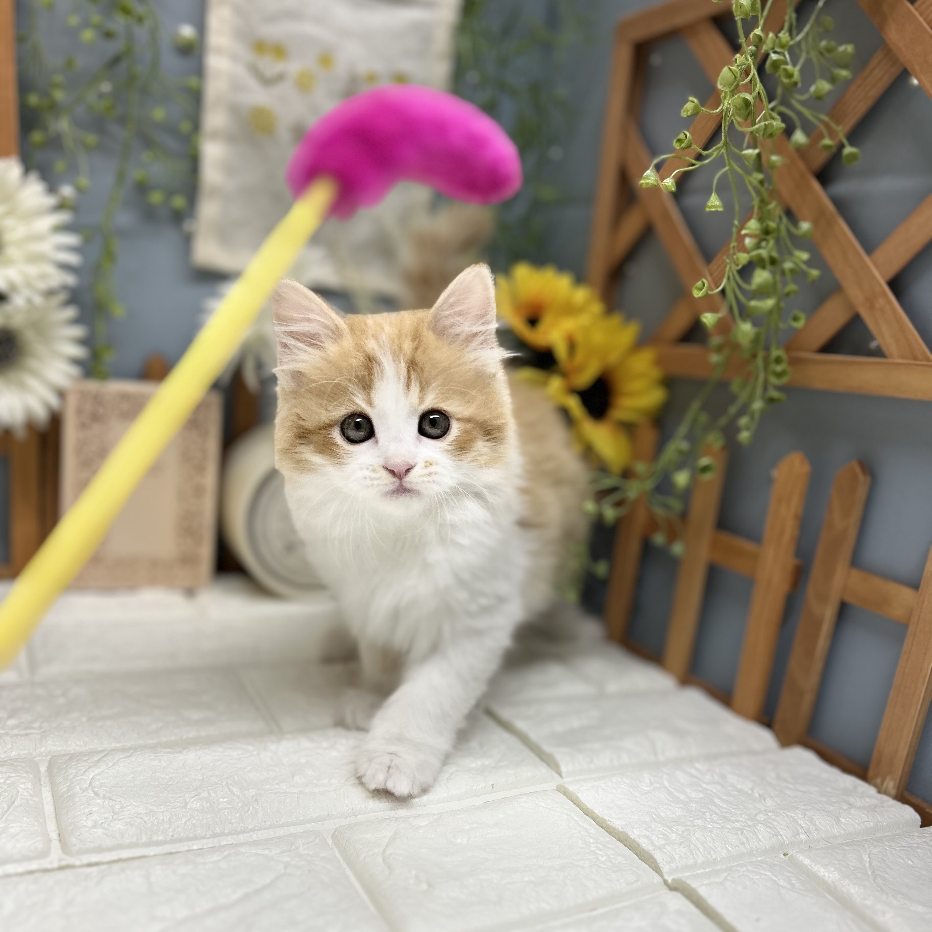 千葉県のサイベリアン (犬の家&猫の里ワンズモール稲毛店/2025年8月23日生まれ/女の子/レッドタビーホワイト)の子猫の1枚目の画像