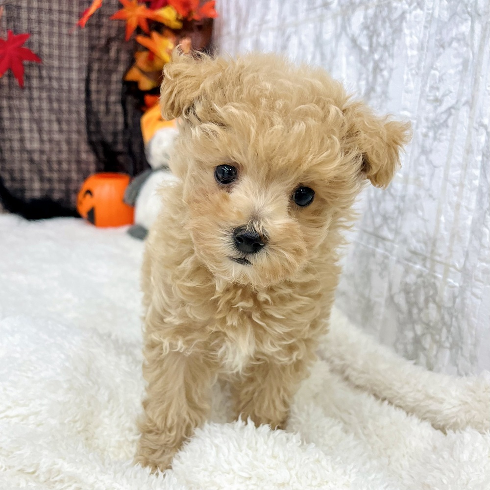 2025年8月22日生まれのマルプー(マルチーズ×プードル)の6枚目の写真