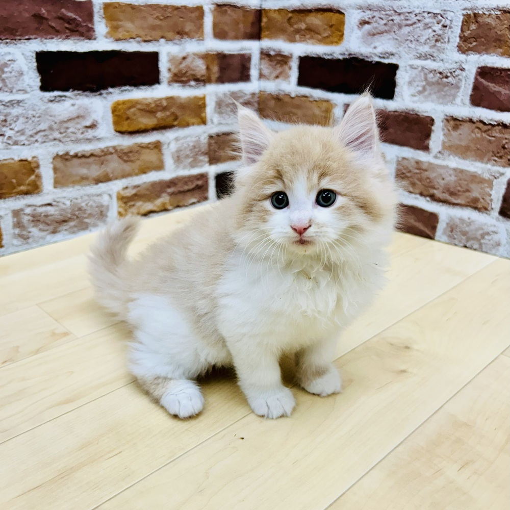 2025年8月27日生まれのノルウェージャンフォレストキャットの6枚目の写真