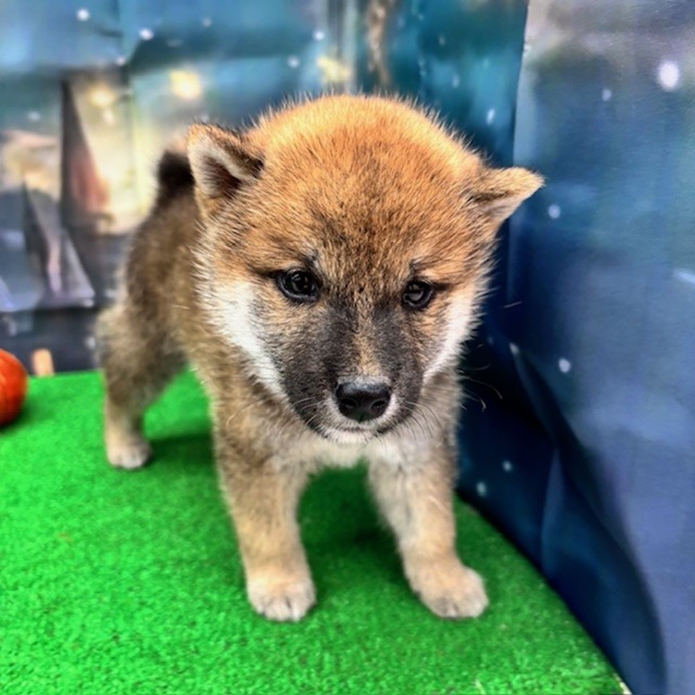 2025年8月25日生まれの柴犬(標準サイズ)の6枚目の写真