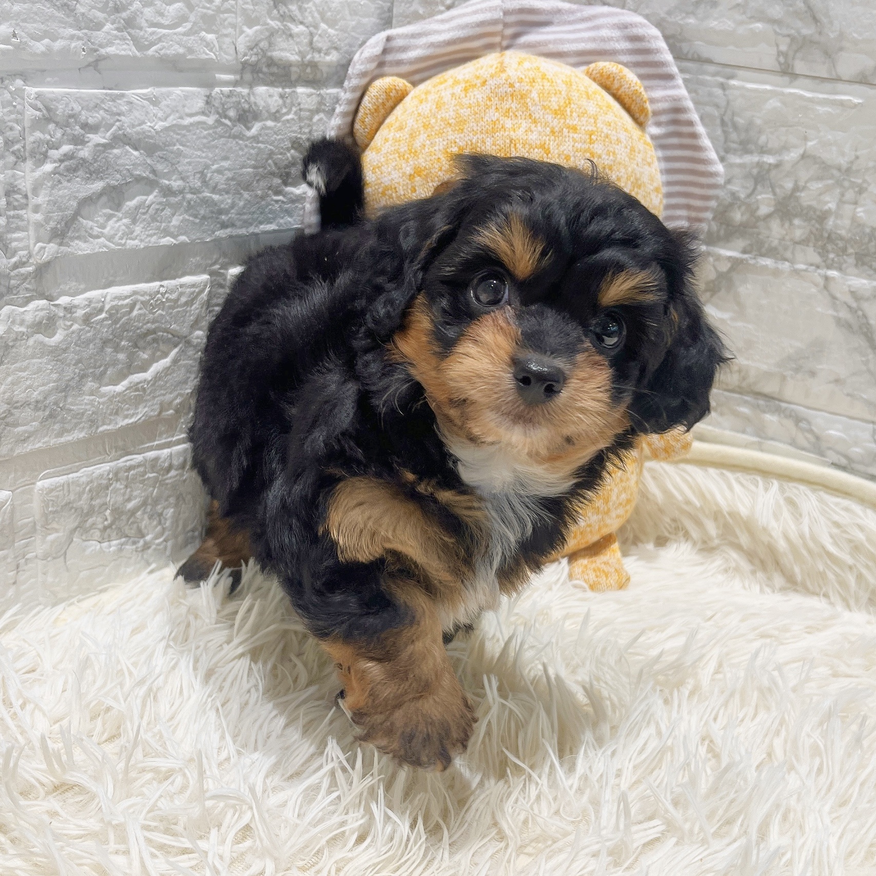 2025年8月27日生まれのチワプー/プーチー(チワワ×プードル)の6枚目の写真