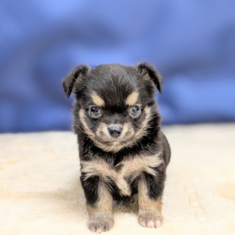 2025年8月27日生まれのチワワ(ロング)の6枚目の写真