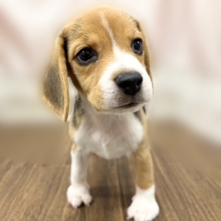 2025年8月28日生まれのビーグルの6枚目の写真