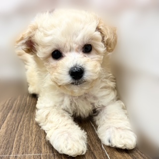 2025年8月28日生まれのビションプー(ビションフリーゼ×プードル)の6枚目の写真