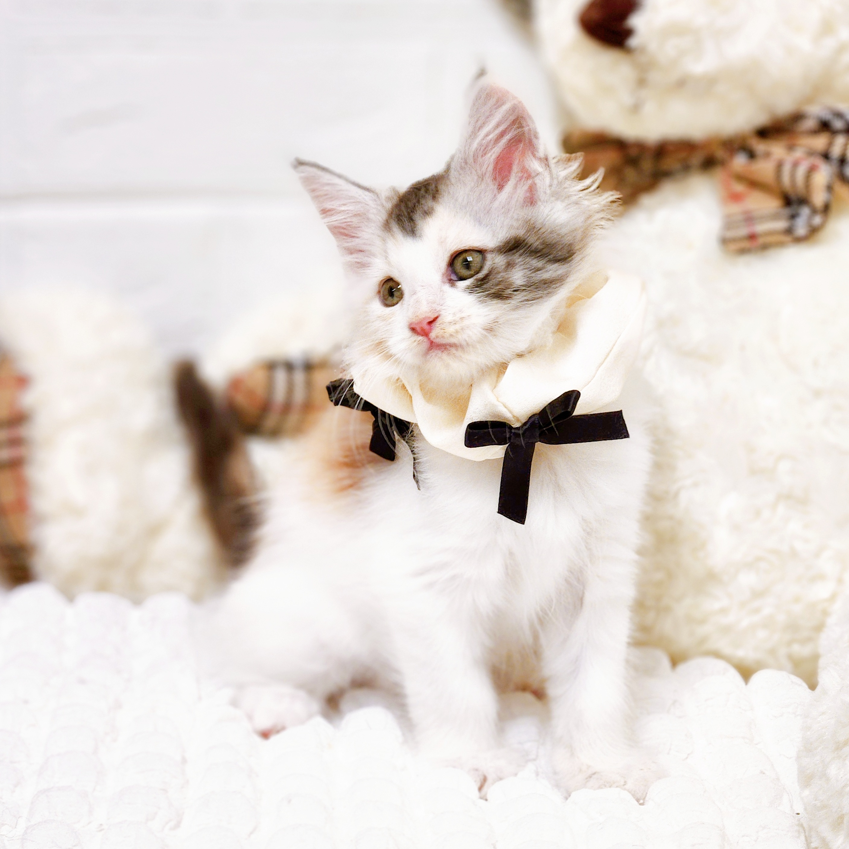 2025年8月28日生まれのメインクーンの6枚目の写真