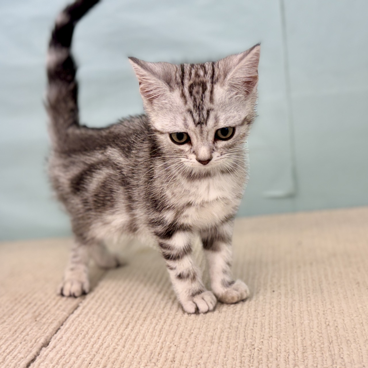 2025年8月28日生まれのアメリカンショートヘアーの6枚目の写真