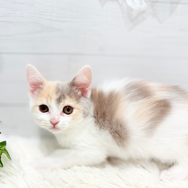 2025年8月29日生まれのスコティッシュストレートの6枚目の写真