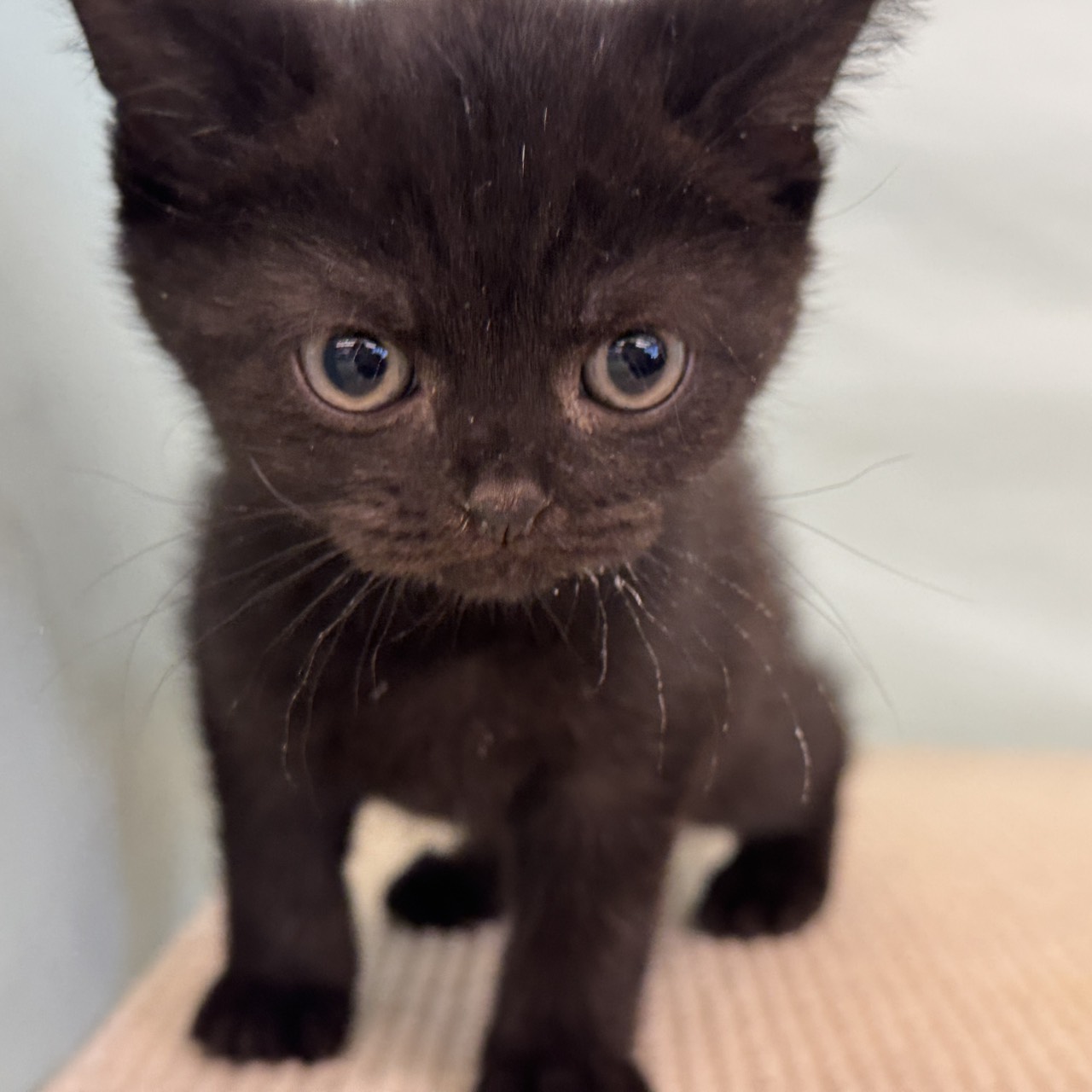 2025年8月29日生まれのブリティッシュショートヘアーの6枚目の写真