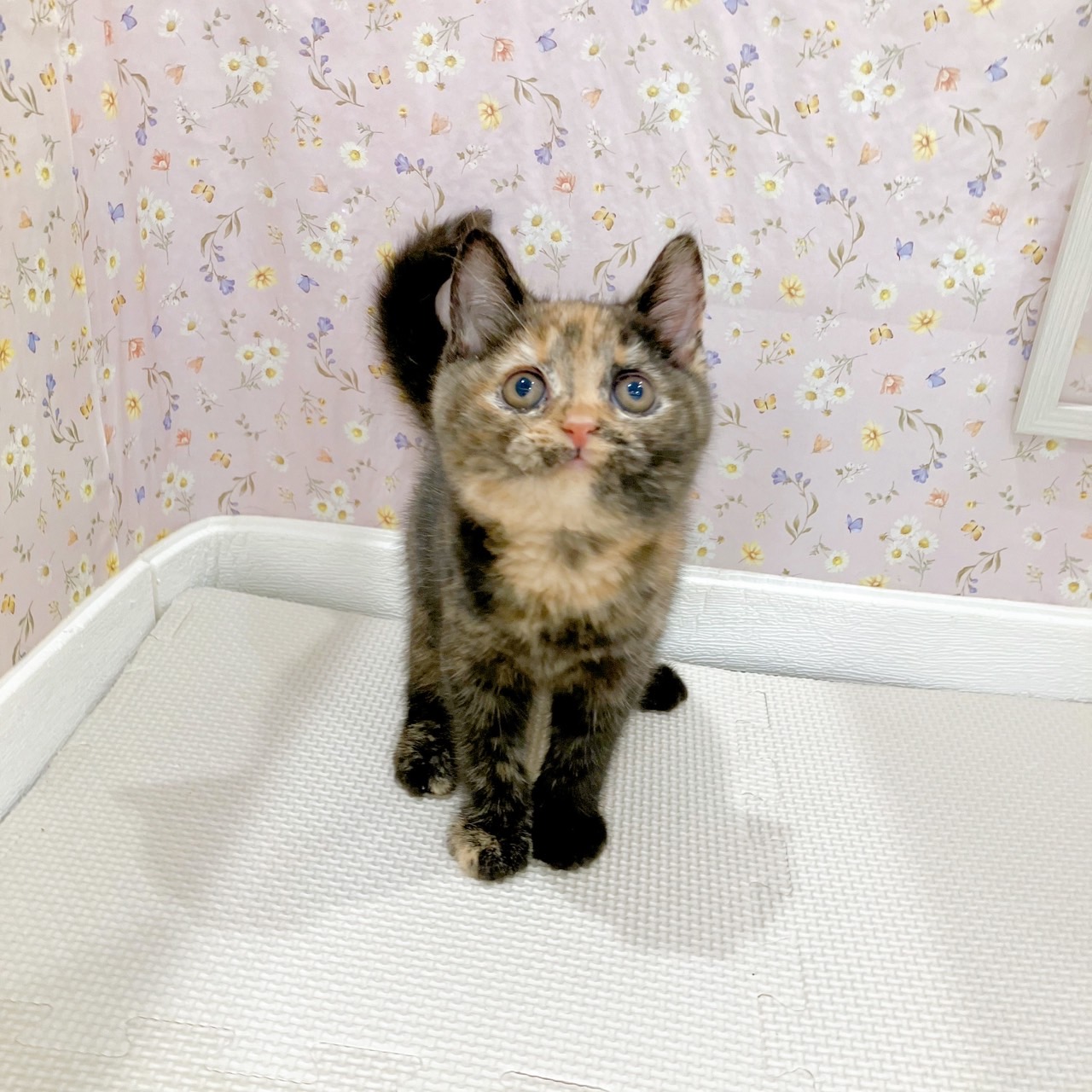 石川県のブリティッシュショートヘアー (犬の家＆猫の里金沢店/2025年8月29日生まれ/女の子/トーティーシェル)の子猫の1枚目の画像