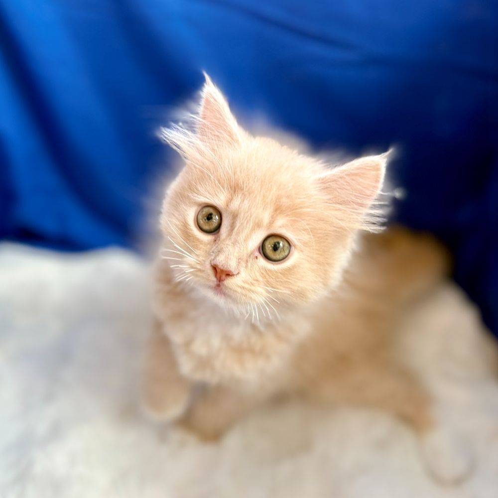 2025年8月27日生まれのサイベリアンの6枚目の写真