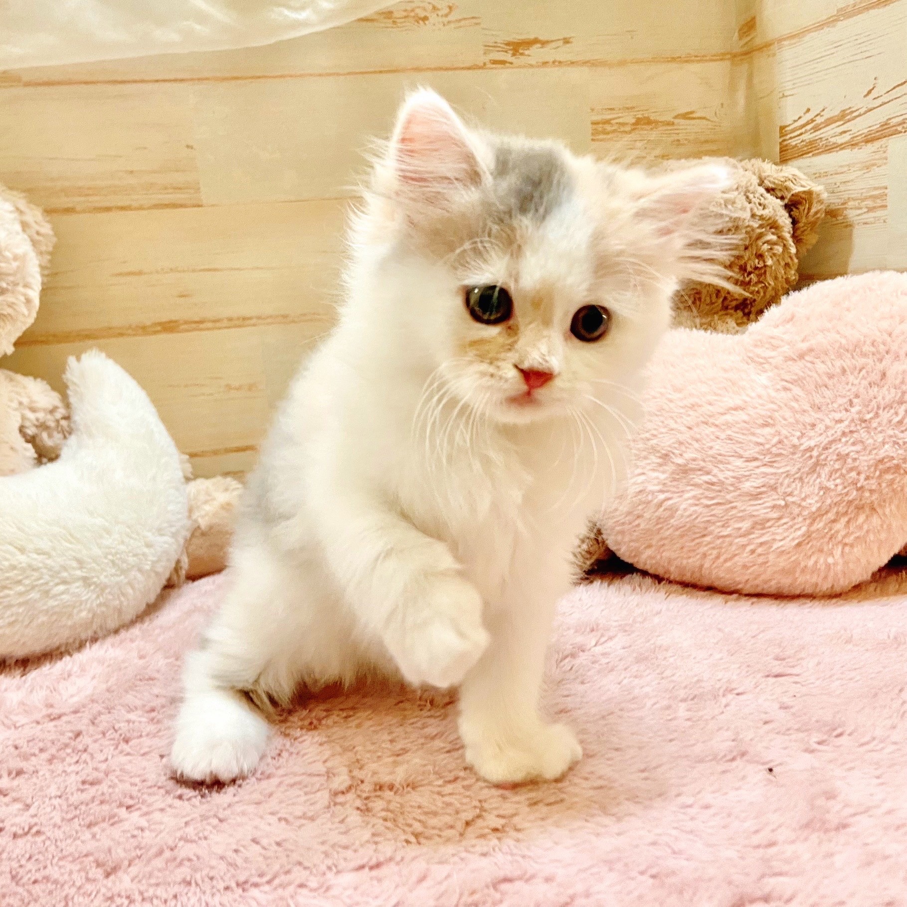 2025年8月31日生まれのスコティッシュストレートの6枚目の写真