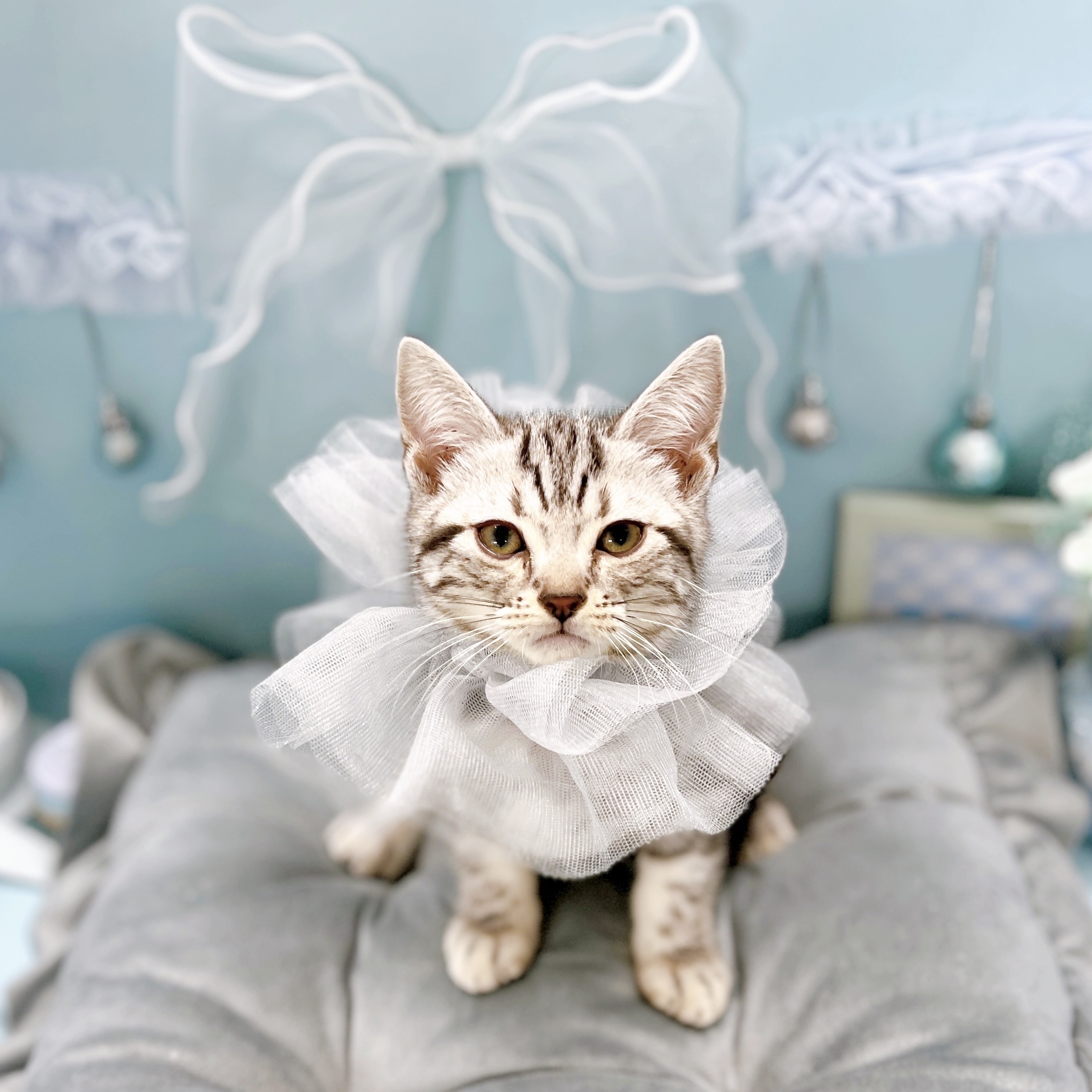 福井県のアメリカンショートヘアー (犬の家＆猫の里アミーゴ福井大和田店/2025年8月24日生まれ/男の子/シルバータビー)の子猫の1枚目の画像