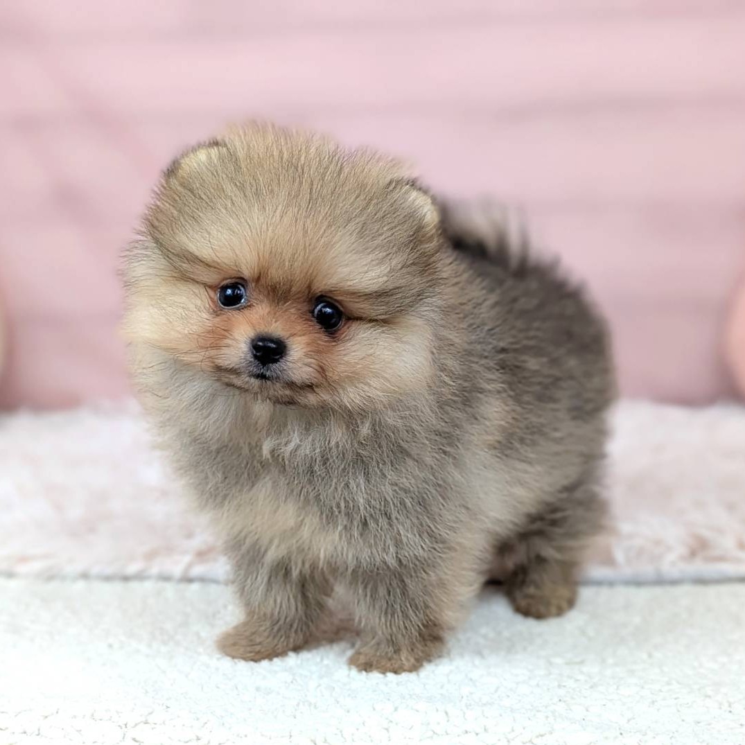 2025年8月30日生まれのポメラニアンの6枚目の写真