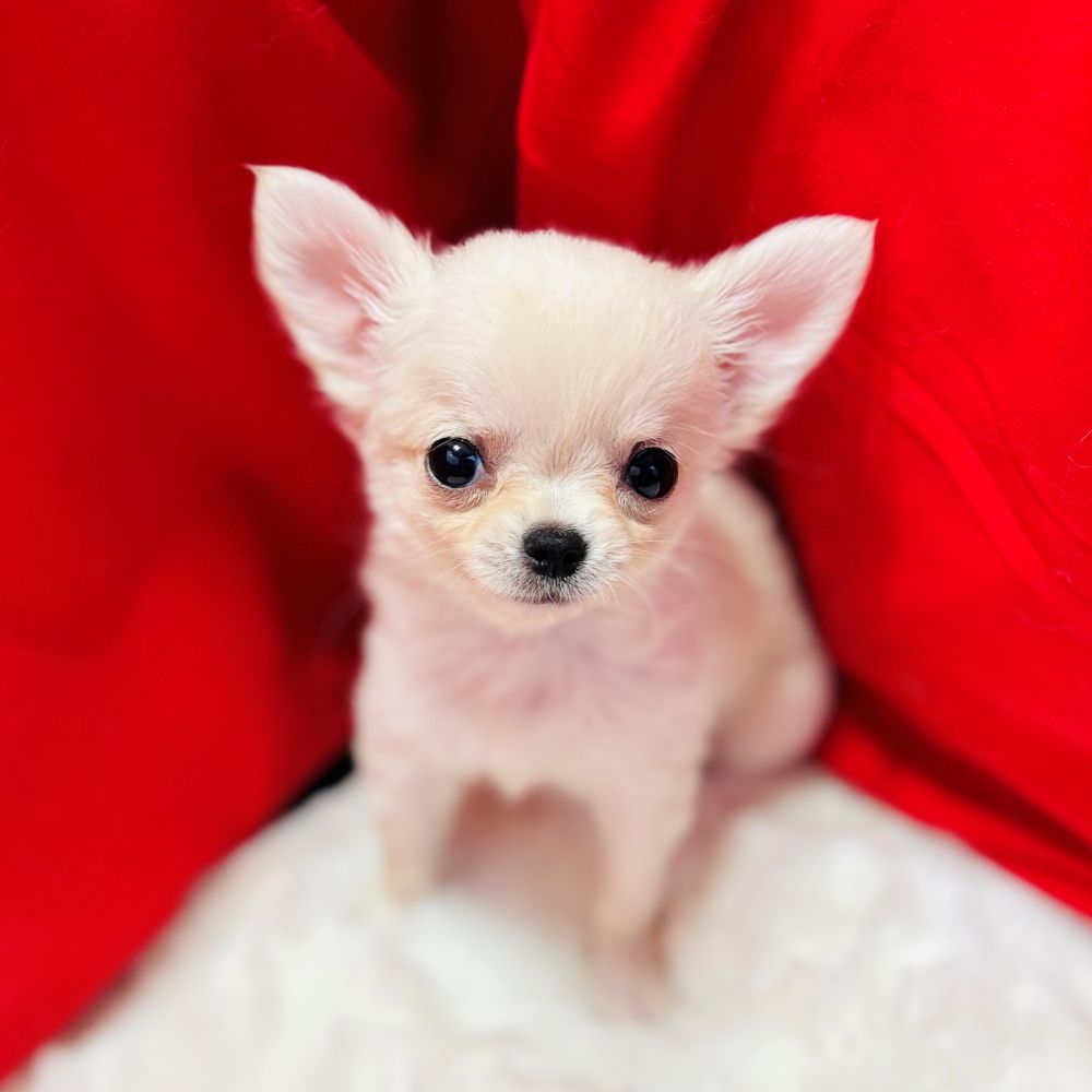 愛知県のチワワ(ロング) (犬の家＆猫の里愛知刈谷店/2025年8月31日生まれ/女の子/クリーム)の子犬の1枚目の画像