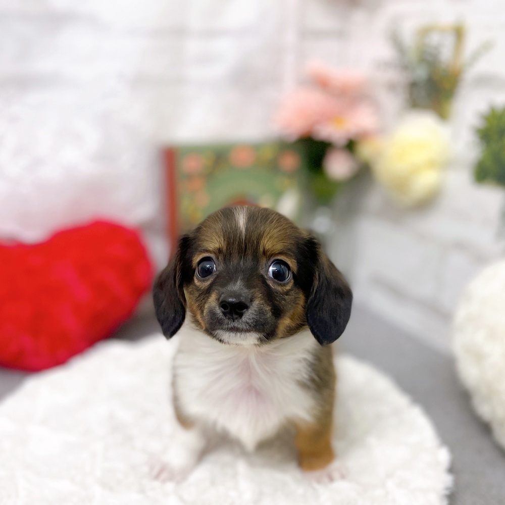 京都府のチワックス(チワワ×ダックス) (犬の家＆猫の里京都樟葉店/2025年8月31日生まれ/男の子/レッドパイボールド)の子犬の1枚目の画像