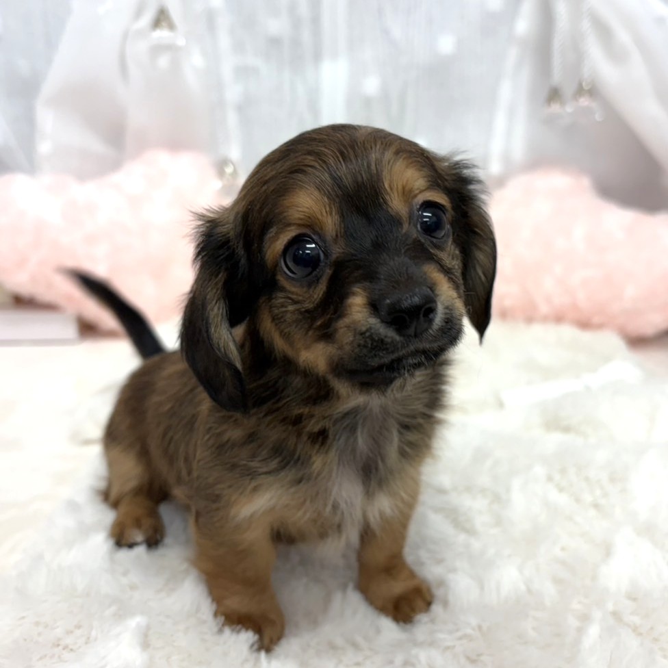 神奈川県のチワックス(チワワ×ダックス) (犬の家＆猫の里相模原店/2025年8月31日生まれ/男の子/レッド)の子犬の1枚目の画像