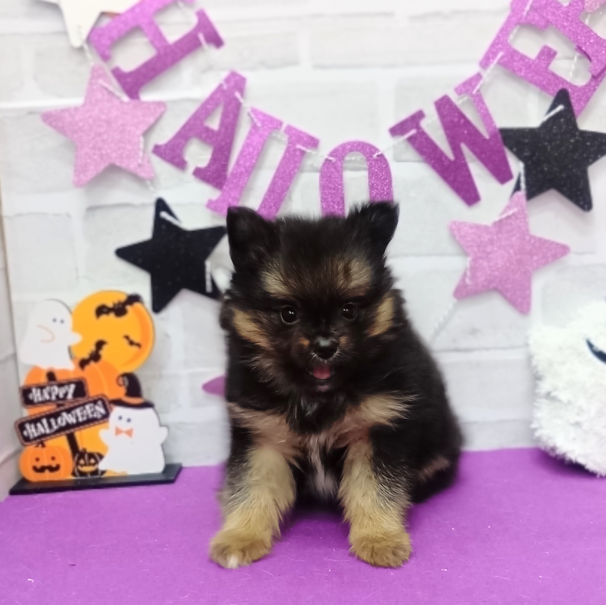 静岡県のポメヨン/パピポメ/ポメパピ(ポメラニアン×パピヨン) (犬の家＆猫の里プレ葉ウォーク浜北店/2025年9月1日生まれ/男の子/フォーン)の子犬の1枚目の画像