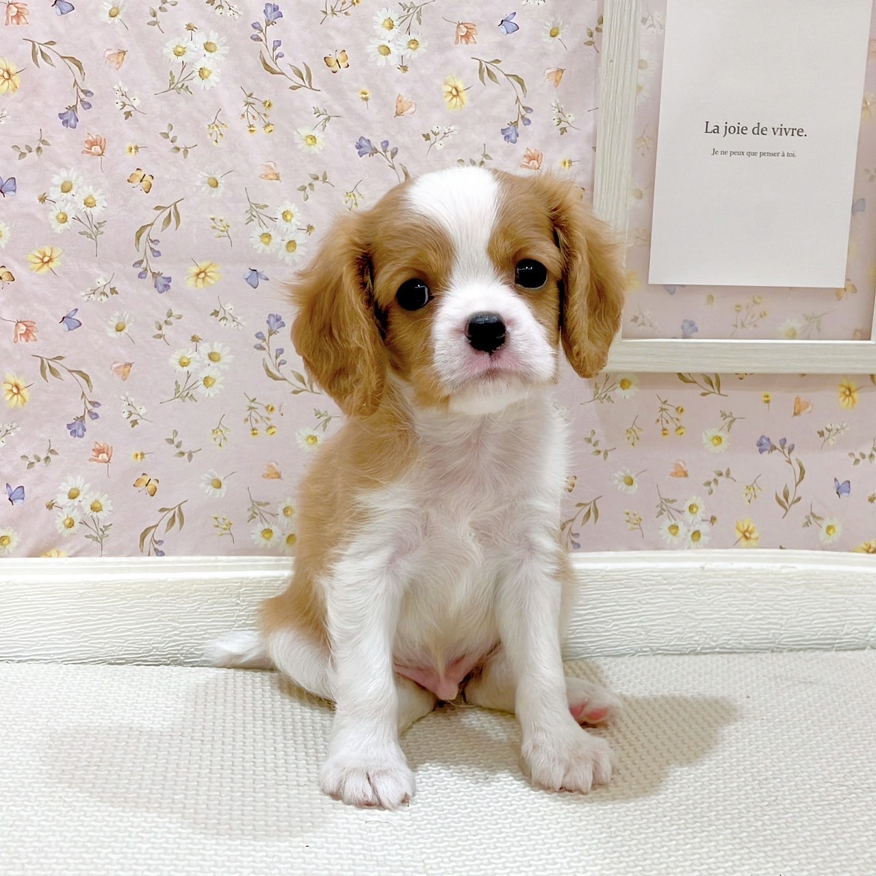 石川県のキャバリアキングチャールズスパニエル (犬の家＆猫の里金沢店/2025年9月1日生まれ/男の子/ブレンハイム)の子犬の1枚目の画像